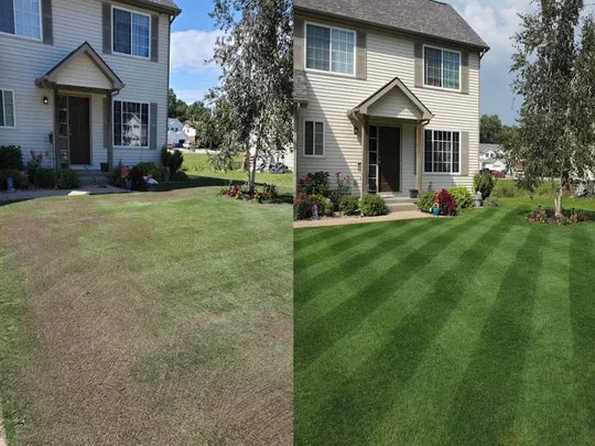 💥sorprendente 😱Hot Sale Green🤩Grass Lawn Spray💯